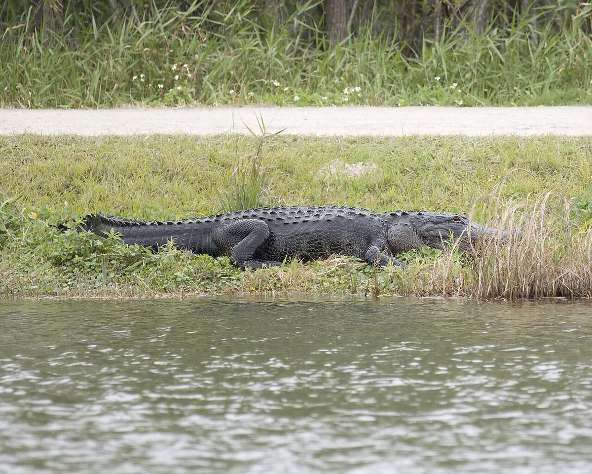 Alligator Kills Fisherman, 71, on Shore of Winter Garden Pond Near Lake Apopka