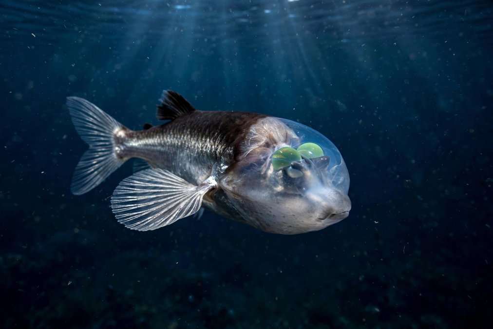 This Fish Has a See-Through Head, and Its Eyes Sit Inside It