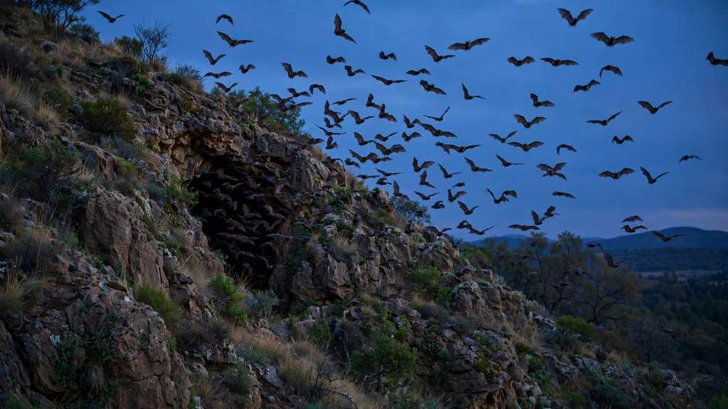 Los murcielagos no son ciegos. El dicho lo tiene al reves.
