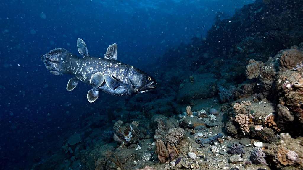 The Coelacanth Was Extinct for 66 Million Years, Until a Trawler Caught One in 1938