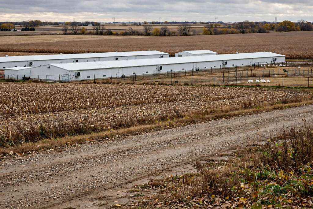 Des Moines, Iowa: Reynolds Declares Disaster After Bird Flu Hits a Turkey Flock of 44,000 in Sac County