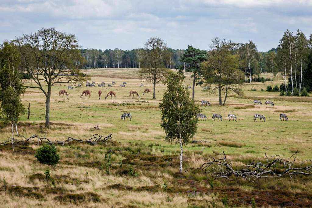 Dutch Zookeeper Dies After Leopard Attack at Beekse Bergen Safari Park