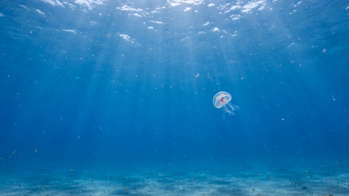 This Tiny Jellyfish Can Restart Its Own Life