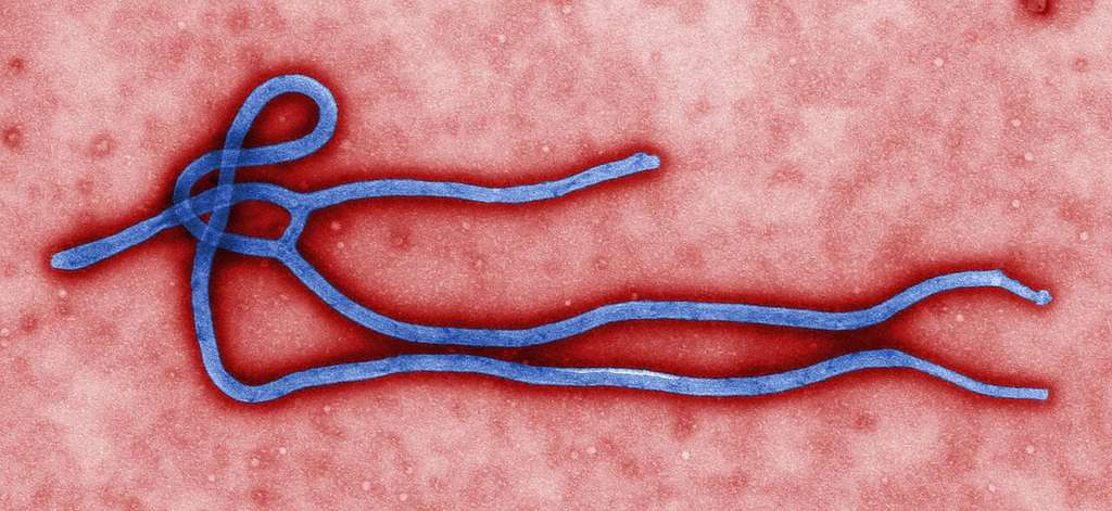 Kenya Confirms Second Ebola Case, Found in Quarantine