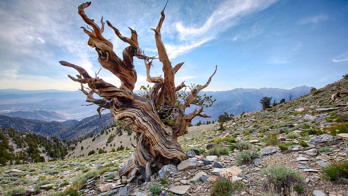 This California Tree Was Already Old When the Pyramids Were Built