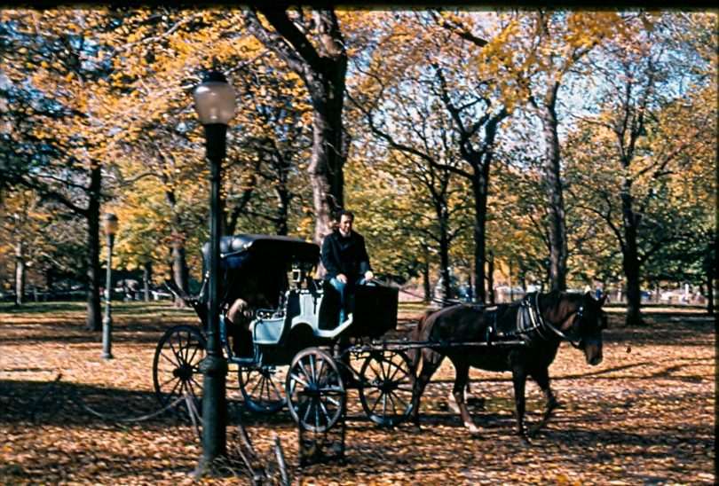 New York City Council Votes 40 to 7 to Ban Horse-Drawn Carriages by June 2028