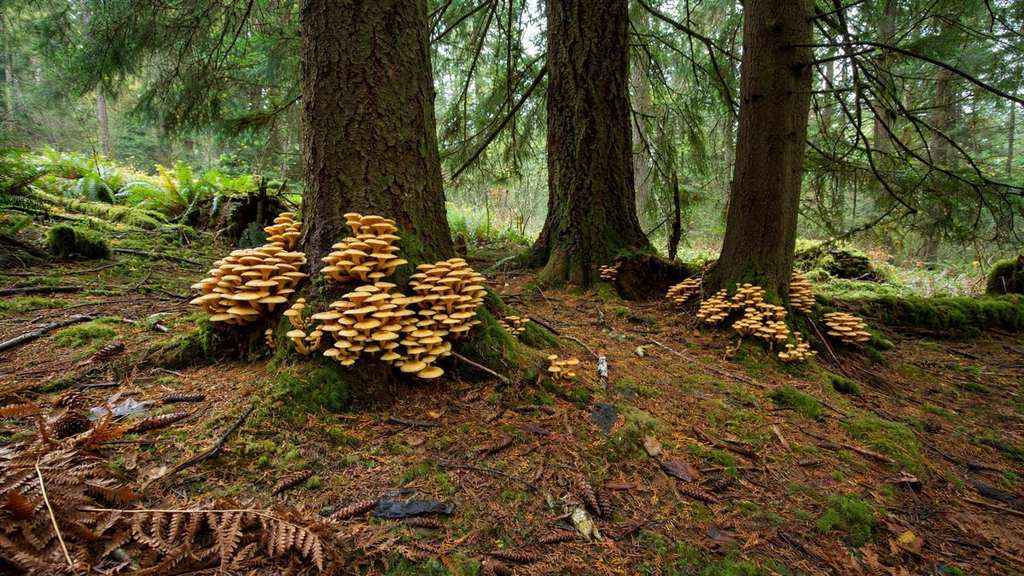 The Largest Living Thing on Earth Is a Fungus Hiding Under an Oregon Forest