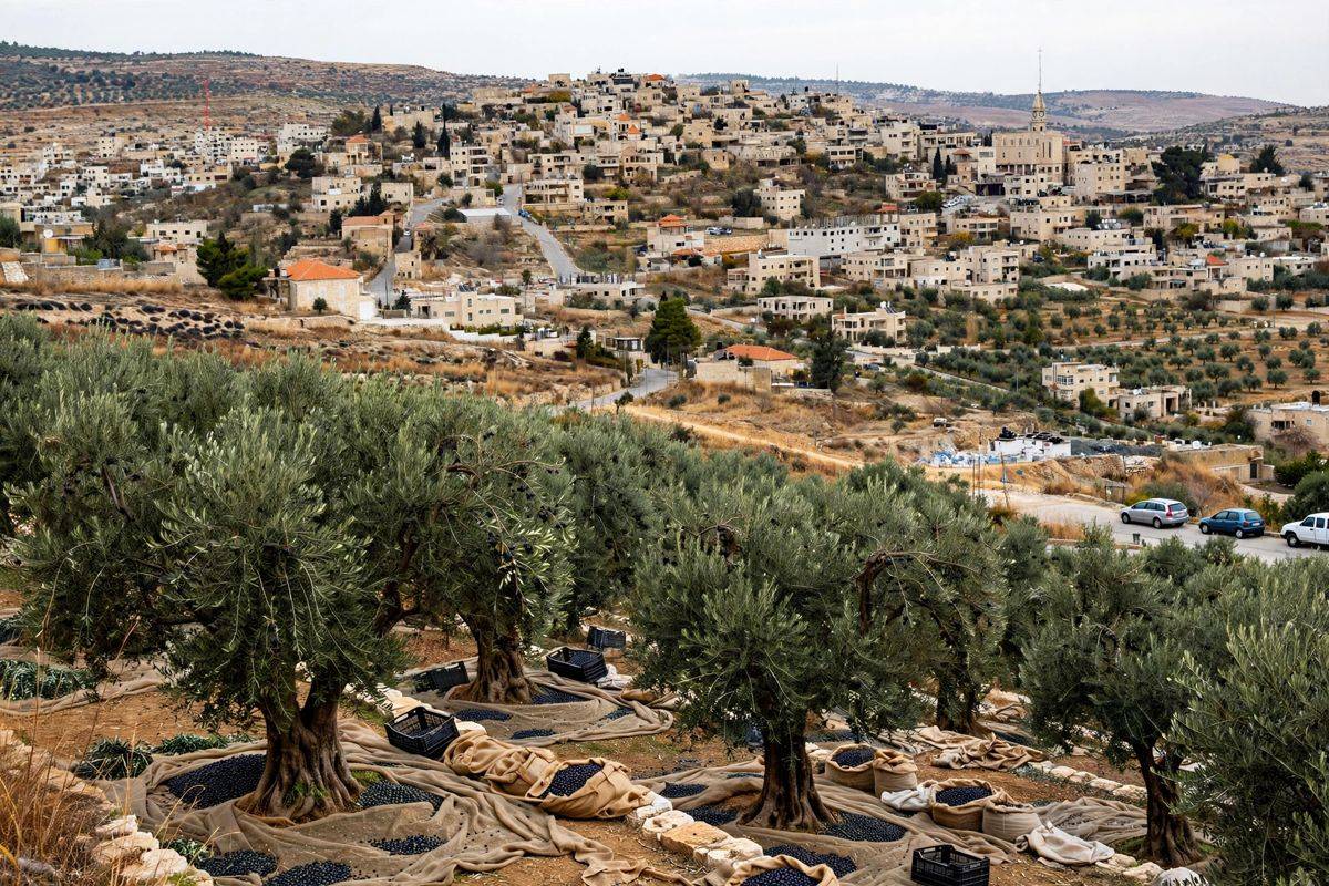 Settlers Attack European Diplomats Near Taybeh in the West Bank