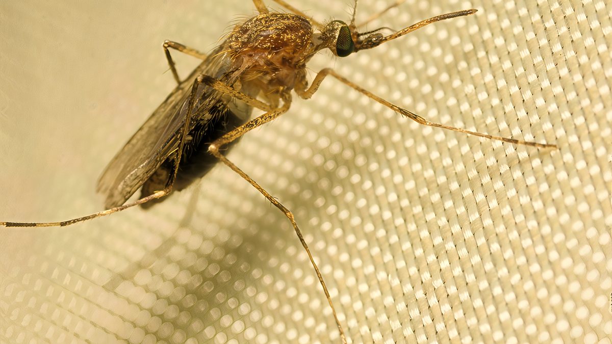 West Nile Virus Kills Two in North Carolina as US Cases Pass 1,172